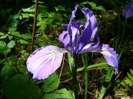 46 wild iris.JPG